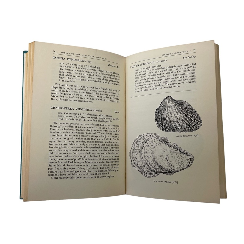 Shells of the New York City Area by Morris K. Jacobson and William K. Emerson